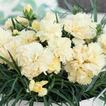 The Dianthus ‘supertrouper’ Collection - Plug Plants | Set-of-5 | Multi