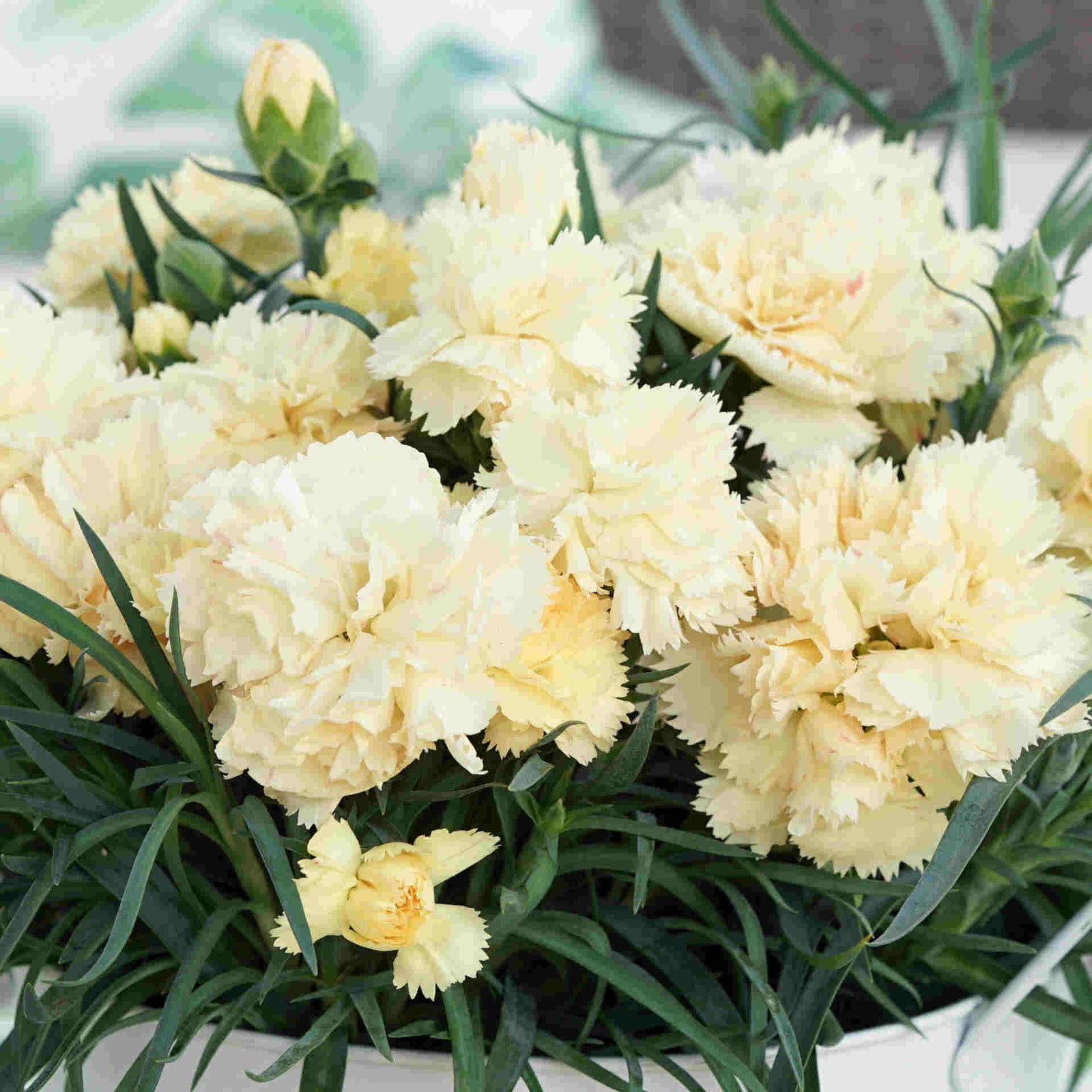 The Dianthus ‘supertrouper’ Collection - Plug Plants | Set of 15 | Multi