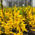 Forsythia Mini Gold - Dwarf Forsythia - 9cm Pot | 3 x 9cm | Yellow
