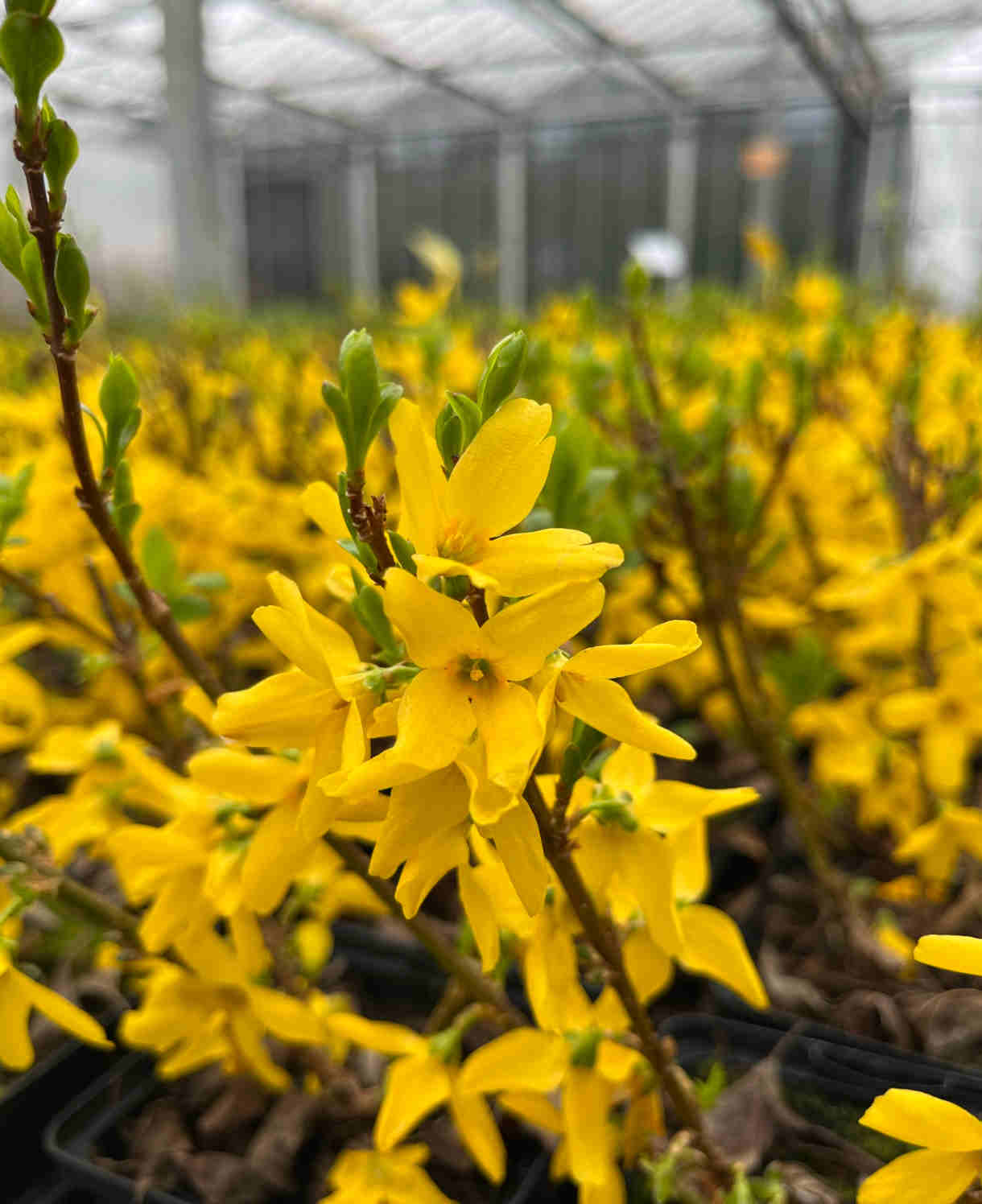 Forsythia Mini Gold - Dwarf Forsythia - 9cm Pot | 3 x 9cm | Yellow