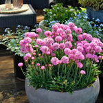 Armeria 'dreameria Daydream' Pink Pompom Perennial | 1 x 2L | Pink