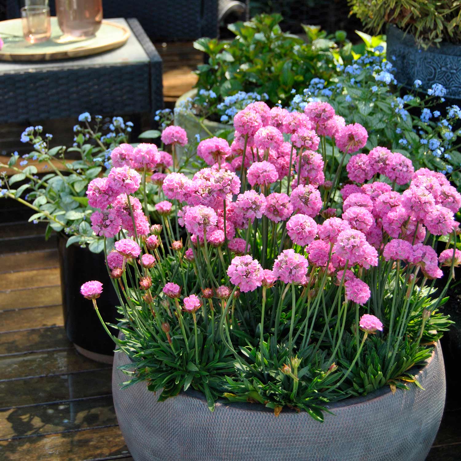 Armeria 'dreameria Daydream' Pink Pompom Perennial | 1 x 2L | Pink