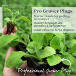 Digitalis 'dalmatian Mix' Foxglove Cottage Garden Perennial | 24 x Jumbo Plugs | Multi