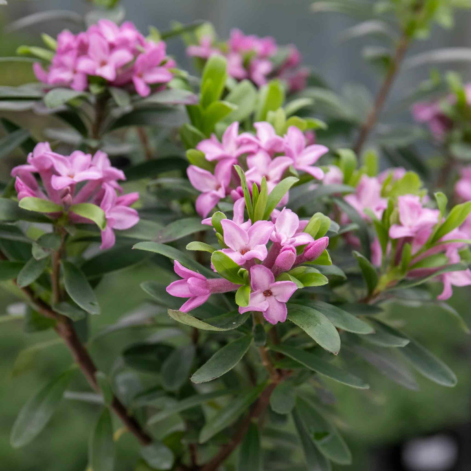 Daphne Collection - Scented Evergreen Plants | 3 x 1.5l | Multi