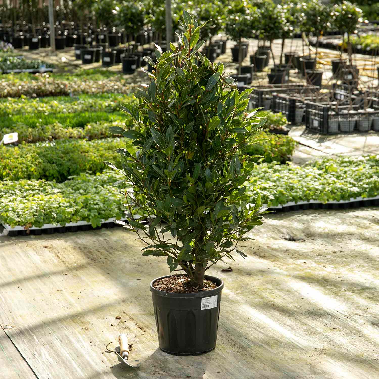 Pyramid Bay Tree (laurus Nobilis) - Evergreen Topiary For Pots & Doorways | 70cm | Green