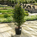 Pyramid Bay Tree (laurus Nobilis) - Evergreen Topiary For Pots & Doorways | 100cm | Green
