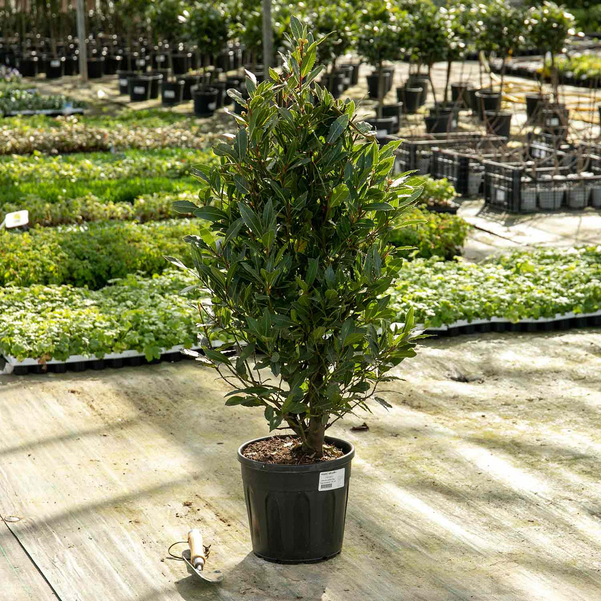 Pyramid Bay Tree (laurus Nobilis) - Evergreen Topiary For Pots & Doorways | 100cm | Green