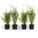 Chinese Fountain Bamboo - 4 Pcs. - Fargesia 'red Dragon' - H50-70cm - ⌀17cm | Set-of-4 | Green