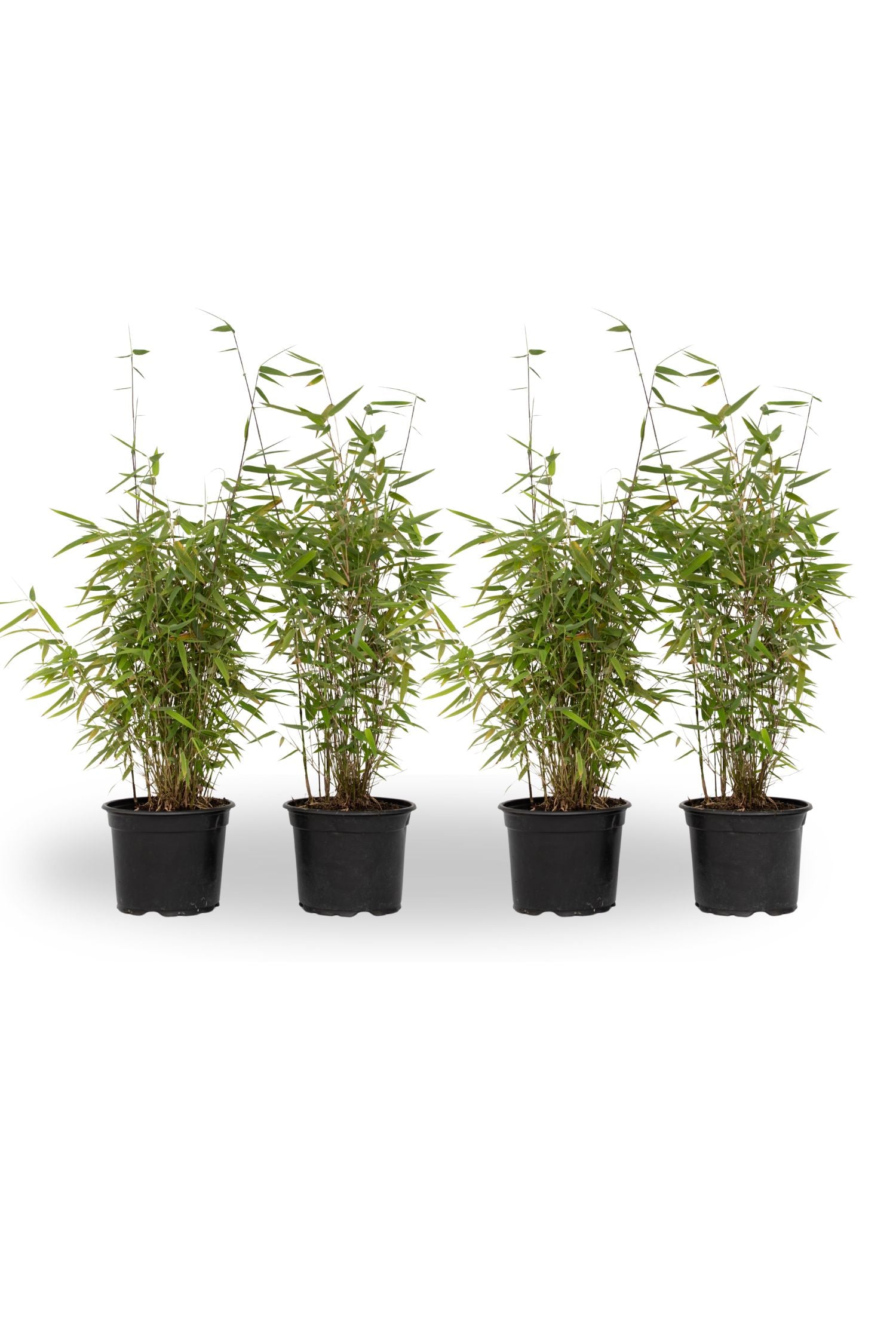 Chinese Fountain Bamboo - 4 Pcs. - Fargesia 'red Dragon' - H50-70cm - ⌀17cm | Set-of-4 | Green