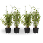 Chinese Fountain Bamboo - 4 Pcs. - Fargesia 'red Dragon' - H50-70cm - ⌀17cm | Set-of-4 | Green