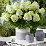 Hydrangea Paniculata Little Spooky - 9cm pots | 3 x 9cm | Light Green