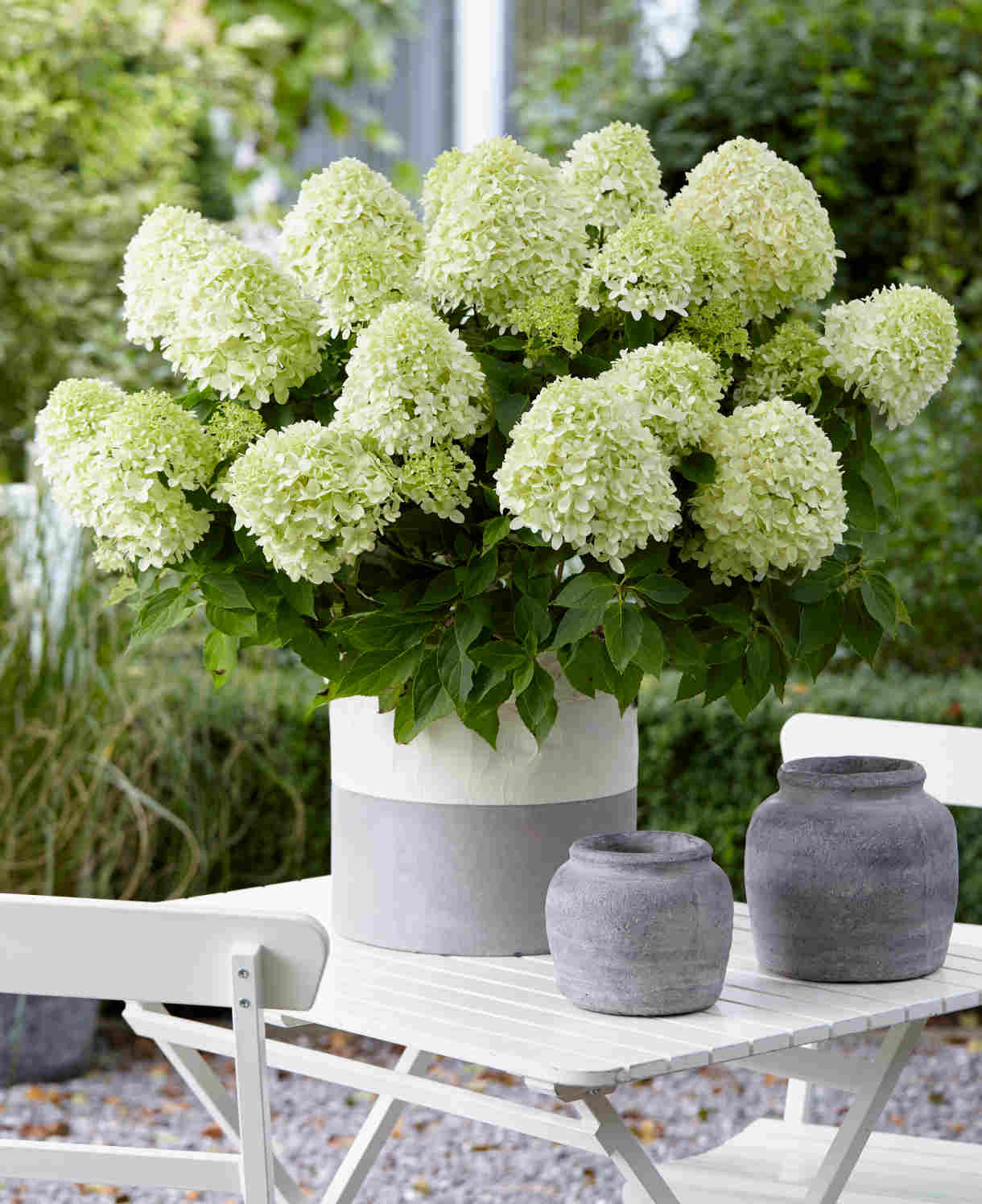 Hydrangea Paniculata Little Spooky - 9cm pots | 3 x 9cm | Light Green