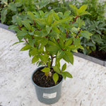 Hydrangea 'hercules' Enormous 40cm Flowerheads | 1 x 7.5L | Green