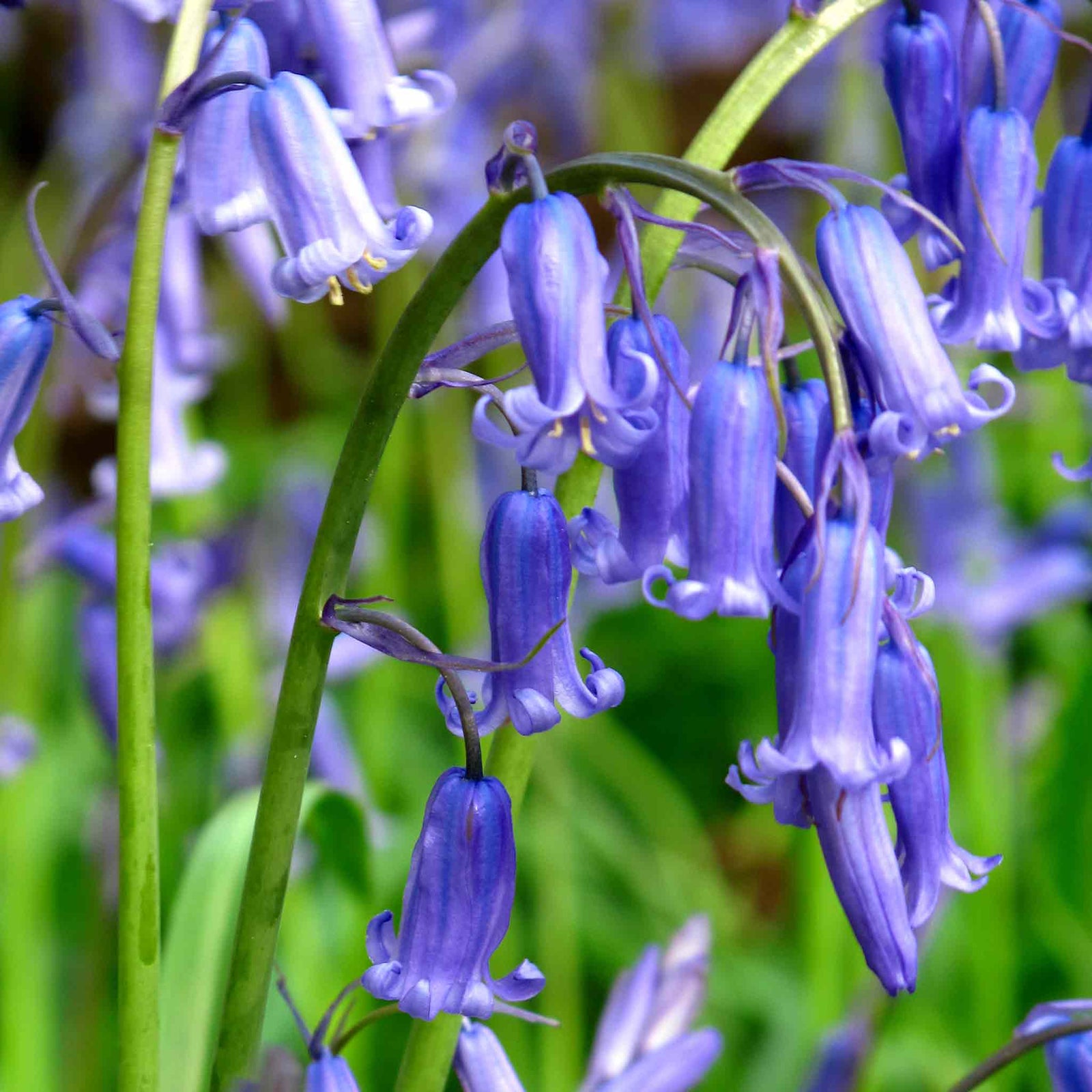British Native Bluebells In The Green (shade-loving, Hardy) | 25 x Bulbs | Blue