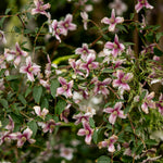 Philadelphus Petite Perfume Pink 9cm Pot | Set of 1