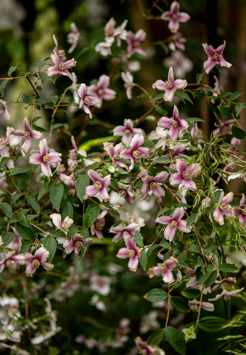 Philadelphus Petite Perfume Pink 9cm Pot | Set of 1